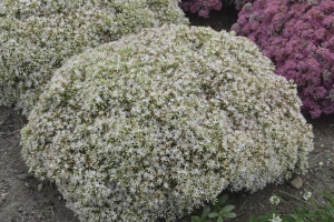 Sedum 'Bundle of Joy' 